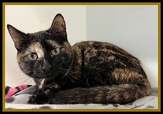 QUESADILLA, Adoptable, Young Female Domestic Short Hair.