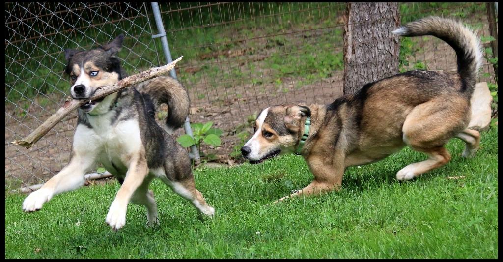 Nala & Denali, a ADOPTABLE mixed breed in Shippenville, PA image 4/6