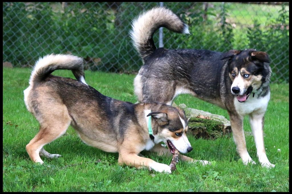 Nala & Denali, a ADOPTABLE mixed breed in Shippenville, PA image 5/6
