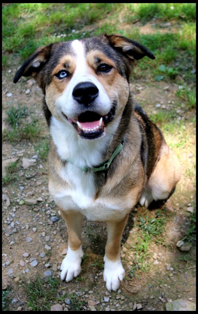 Nala & Denali, a ADOPTABLE mixed breed in Shippenville, PA image 2/6