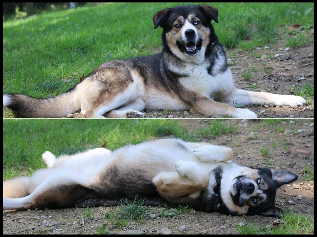 Nala & Denali, a ADOPTABLE mixed breed in Shippenville, PA image 3/6
