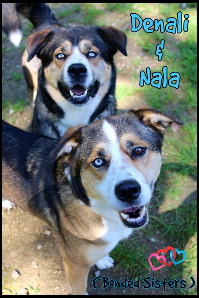 Nala & Denali, ADOPTABLE, Adult Female Husky & Alaskan Malamute.