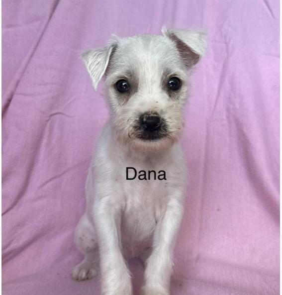 Enlarge Dana, a ADOPTABLE mixed breed in Santa Rosa, CA image 2/2