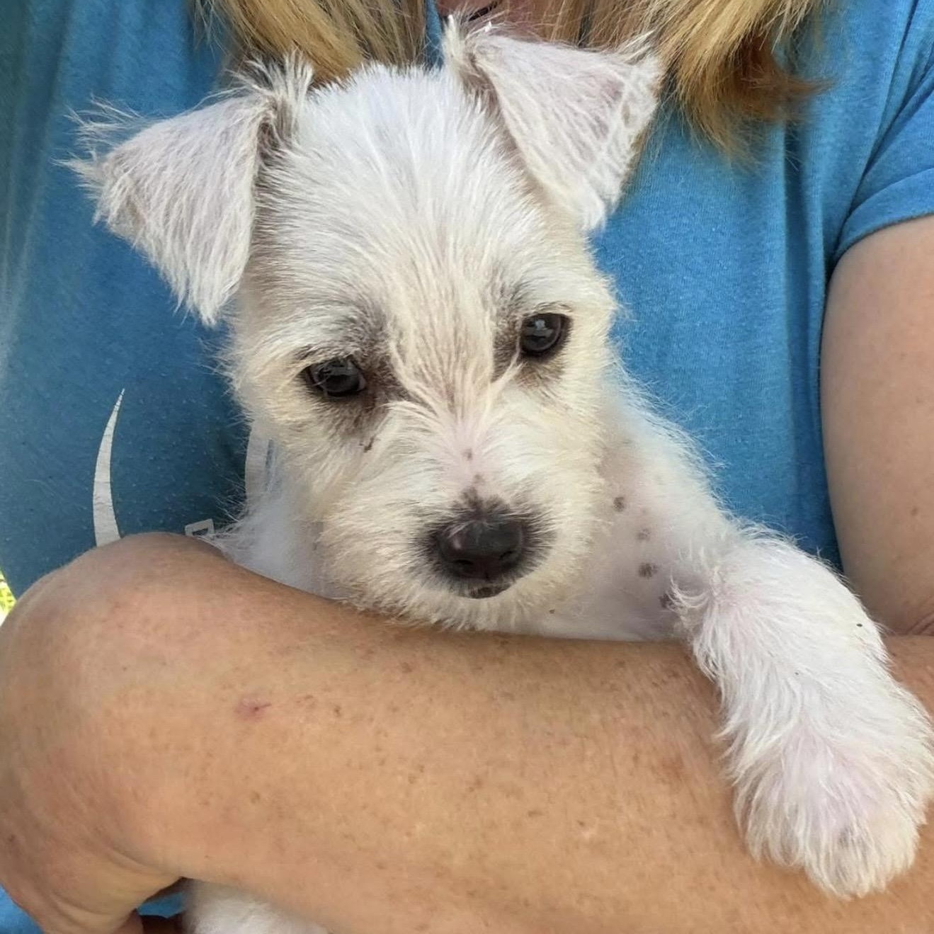 Dana, ADOPTABLE, Puppy Female Terrier.