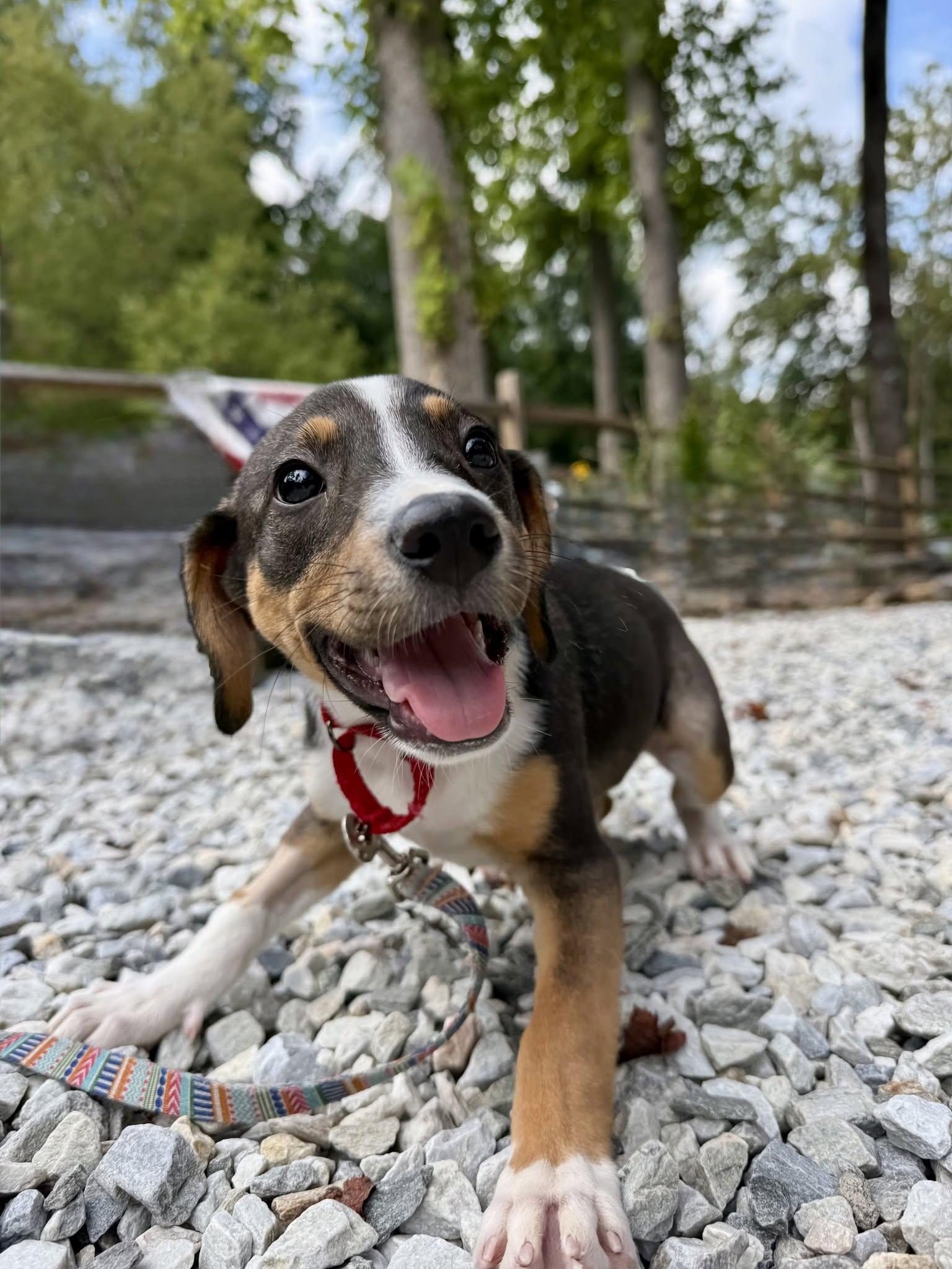 Enlarge Lucy, a Adopted mixed breed in Sylva, NC image 2/6