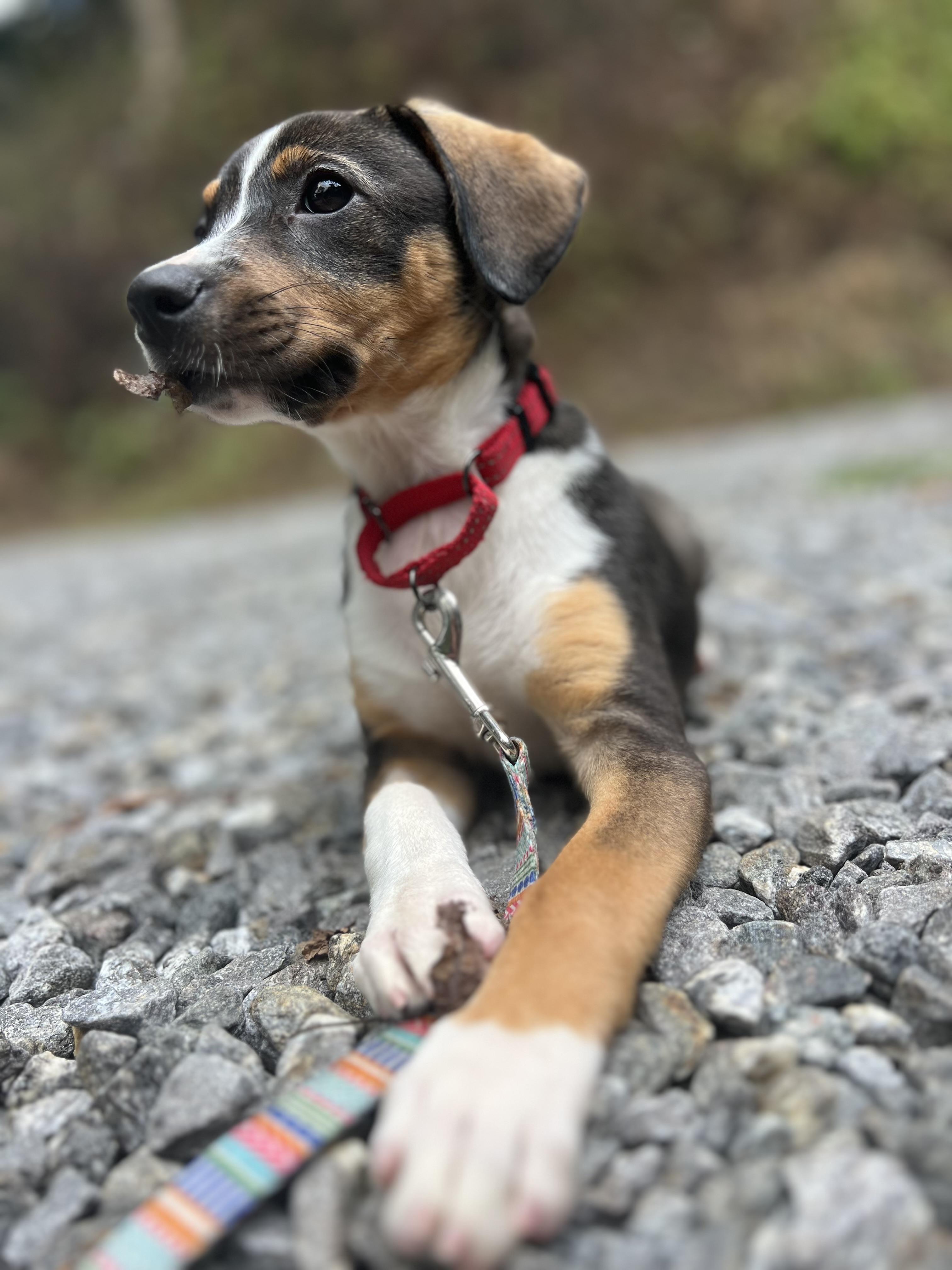 Enlarge Lucy, a Adopted mixed breed in Sylva, NC image 1/6