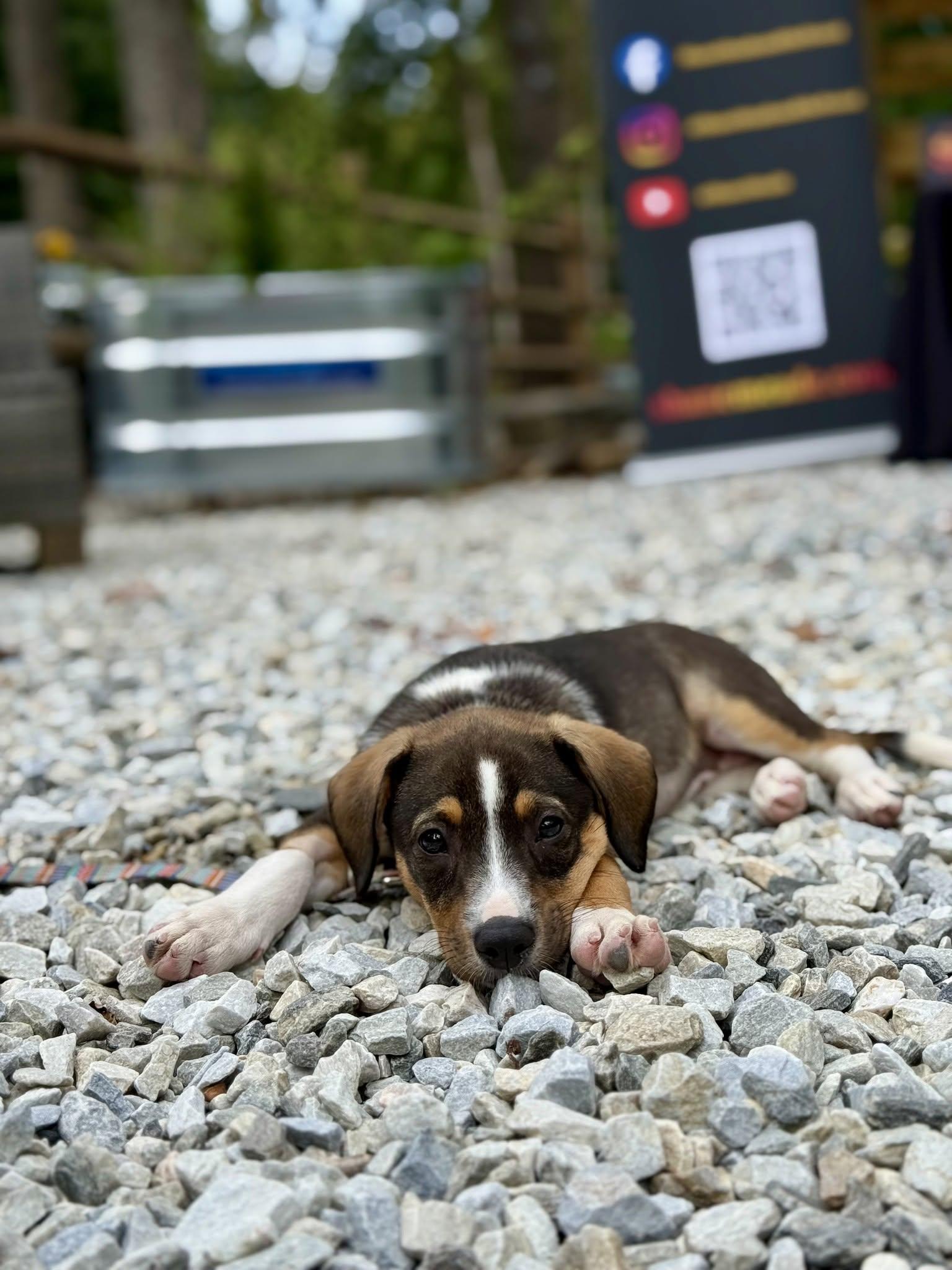 Enlarge Lucy, a Adopted mixed breed in Sylva, NC image 6/6