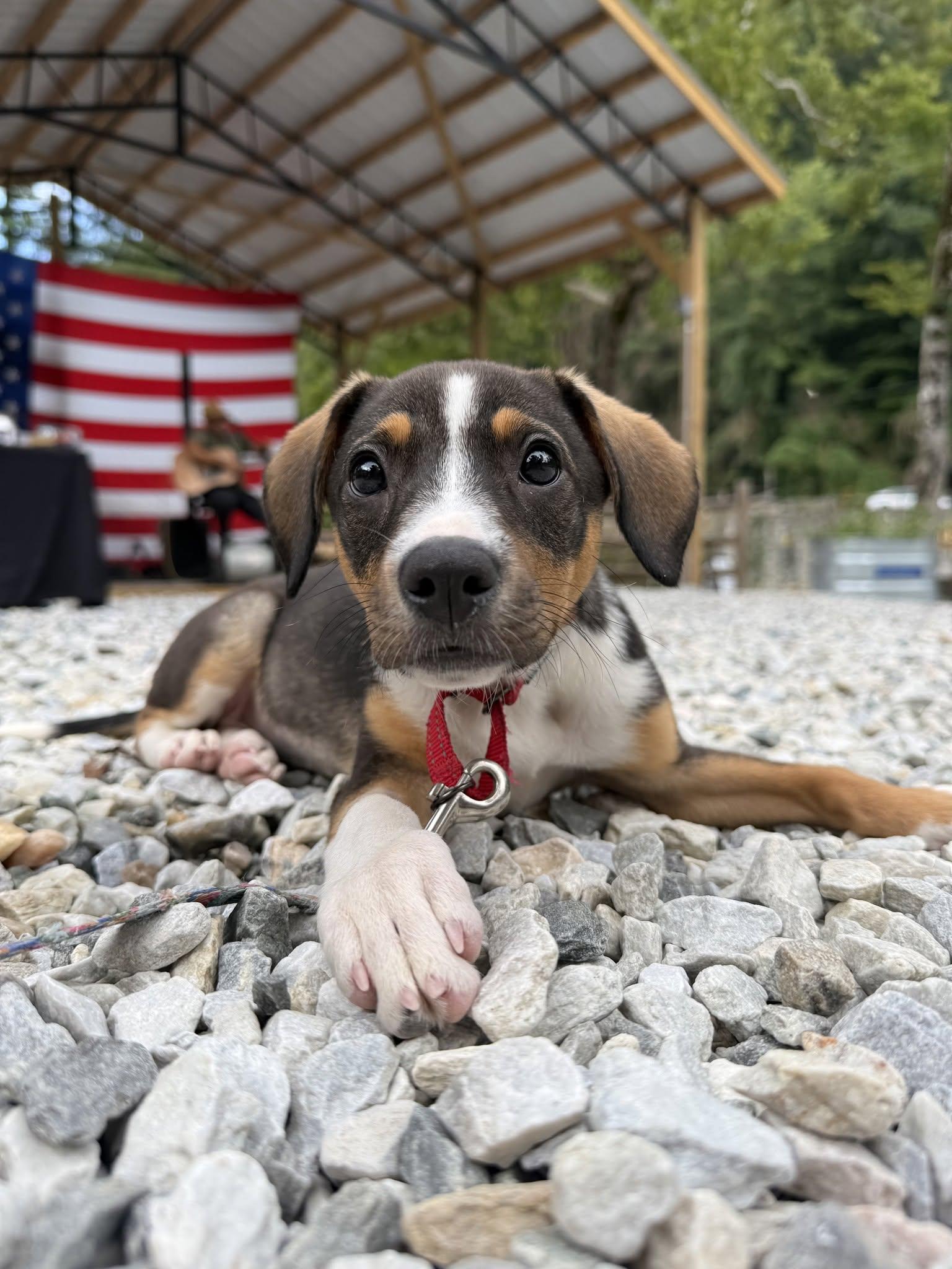 Enlarge Lucy, a Adopted mixed breed in Sylva, NC image 5/6