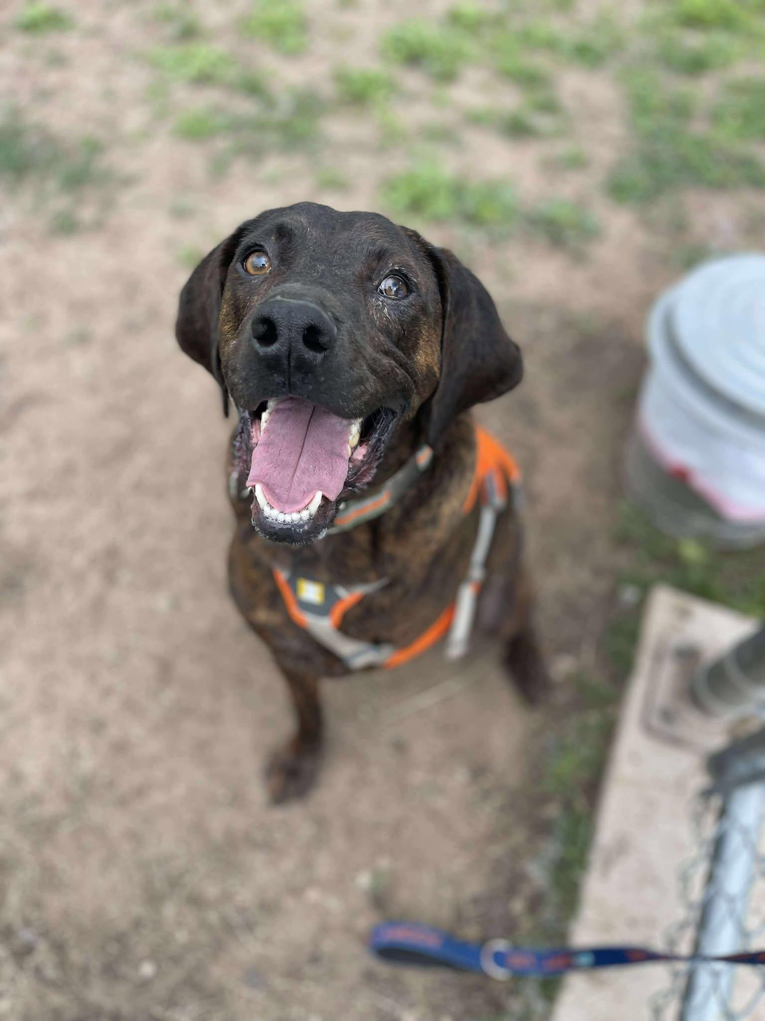 Enlarge Bucky, a Adoptable mixed breed in Little Chute, WI image 2/6