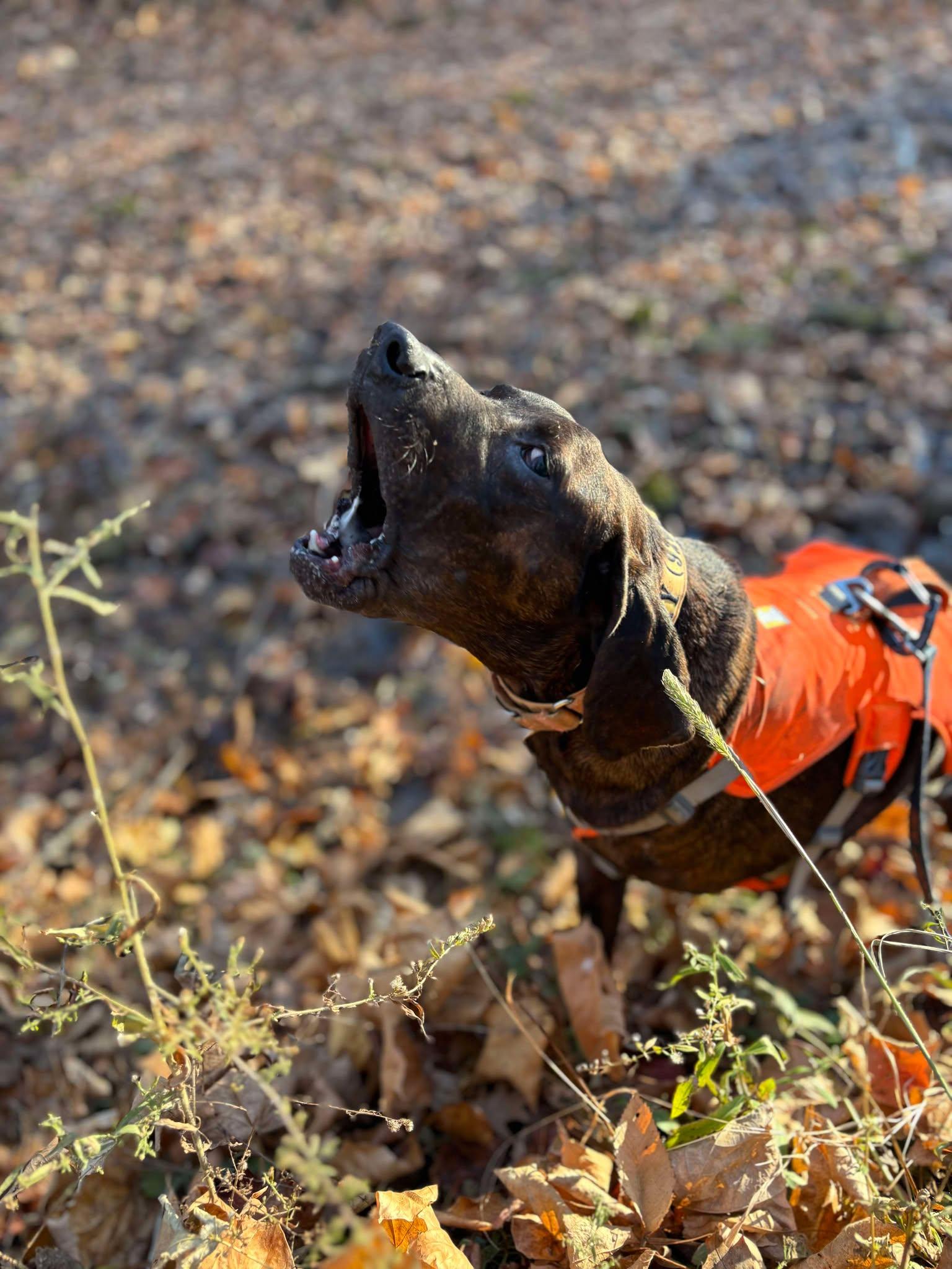 Enlarge Bucky, a Adoptable mixed breed in Little Chute, WI image 3/6