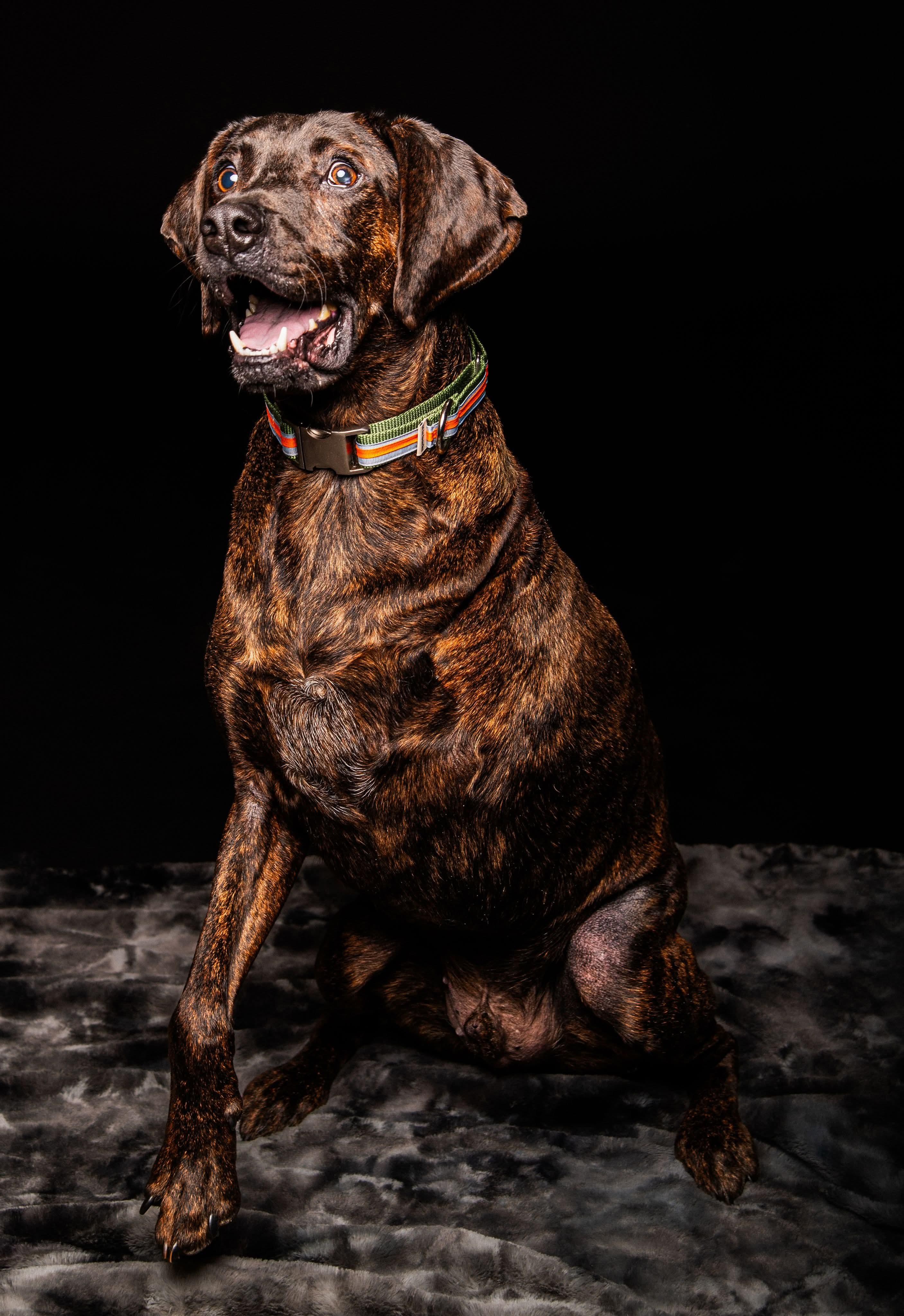 Enlarge Bucky, a Adoptable mixed breed in Little Chute, WI image 4/6