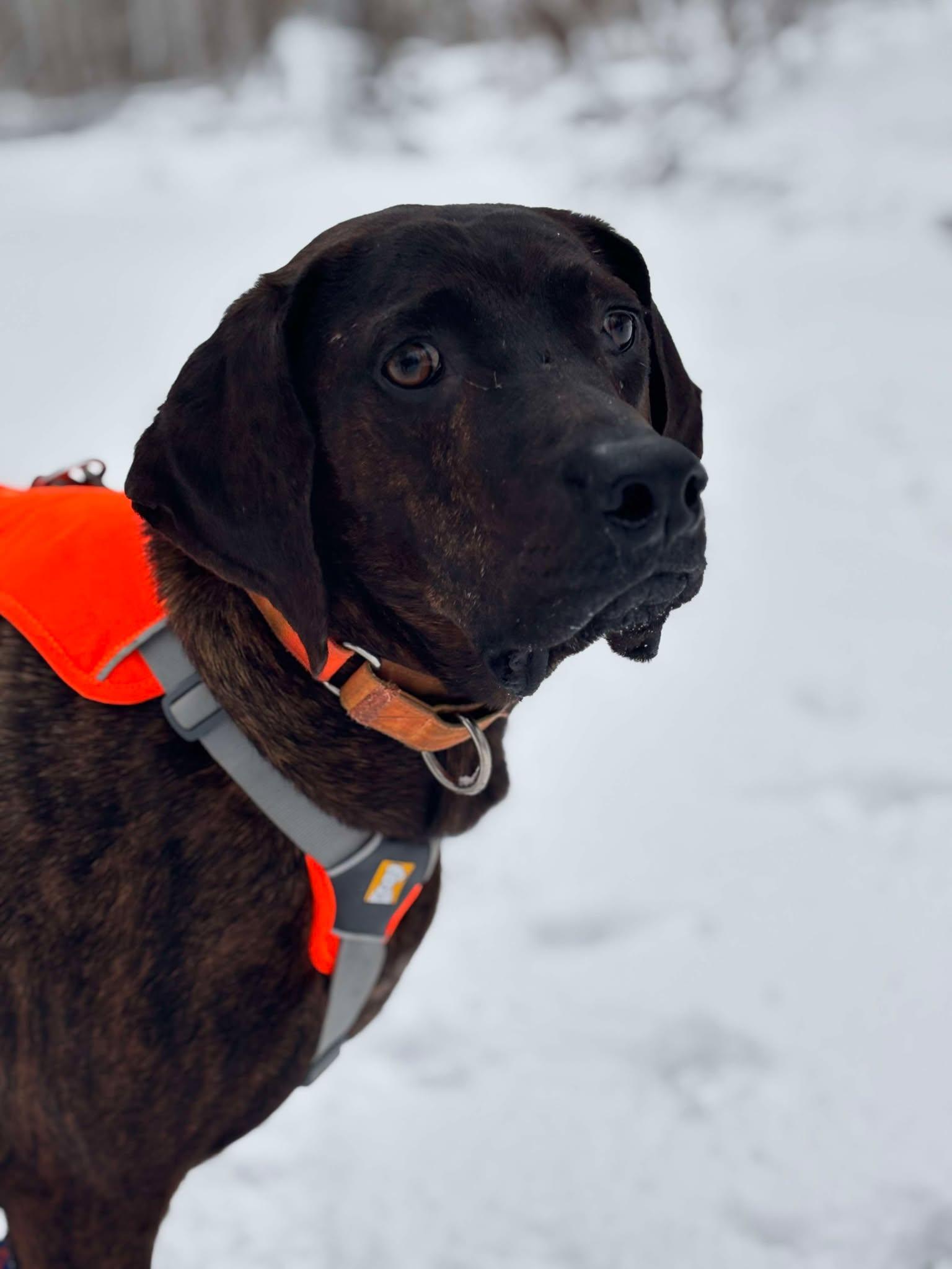 Enlarge Bucky, a Adoptable mixed breed in Little Chute, WI image 5/6
