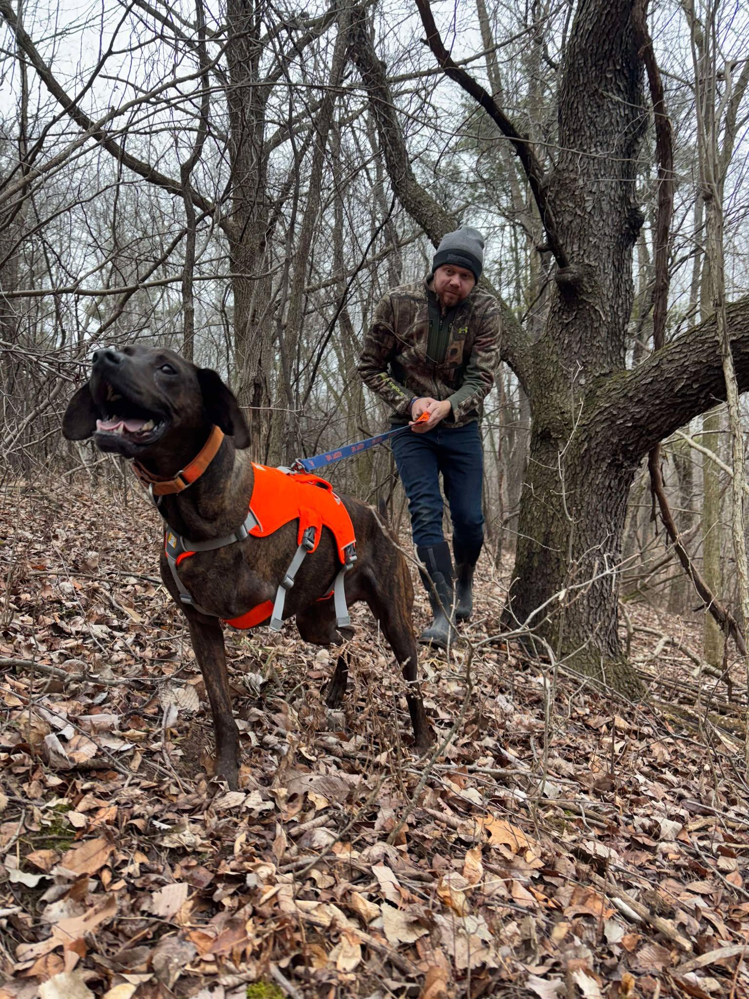 Enlarge Bucky, a Adoptable mixed breed in Little Chute, WI image 6/6