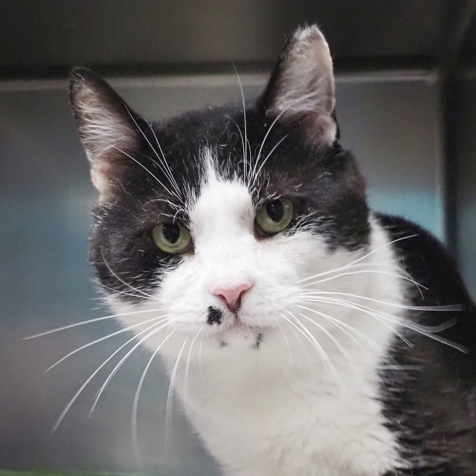 Andre, a Adoptable Domestic Short Hair in Cape May Court House, NJ image 4/4