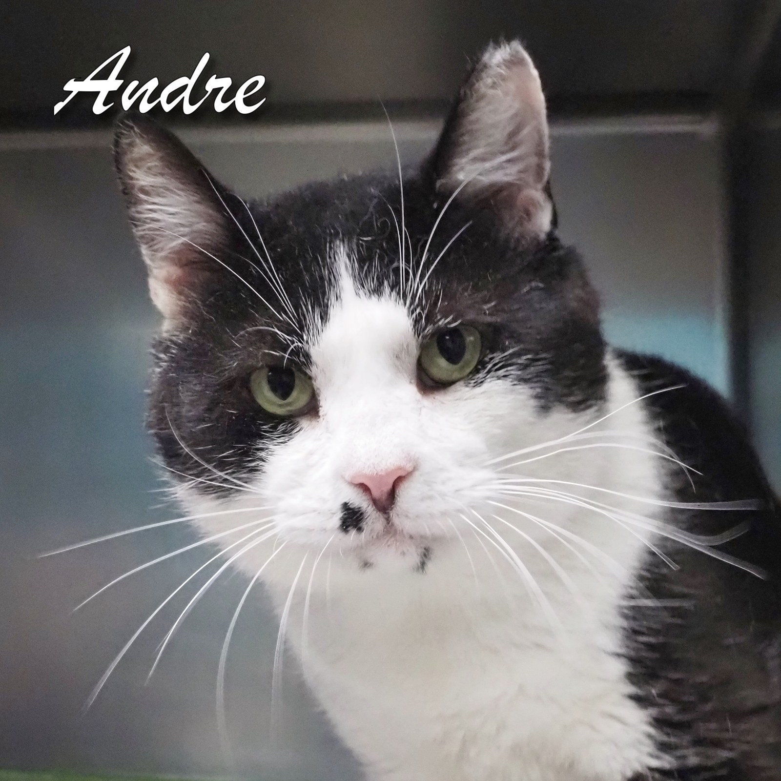 Andre, a Adoptable Domestic Short Hair in Cape May Court House, NJ image 3/4
