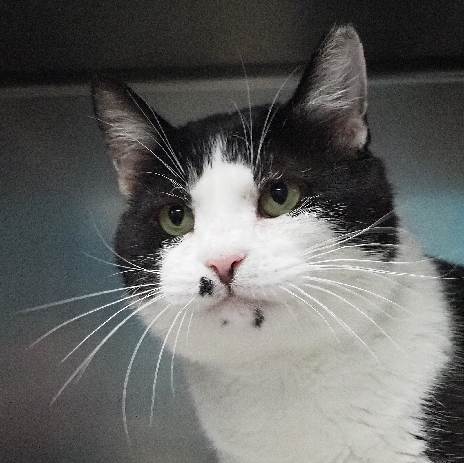Andre, a Adoptable Domestic Short Hair in Cape May Court House, NJ image 2/4