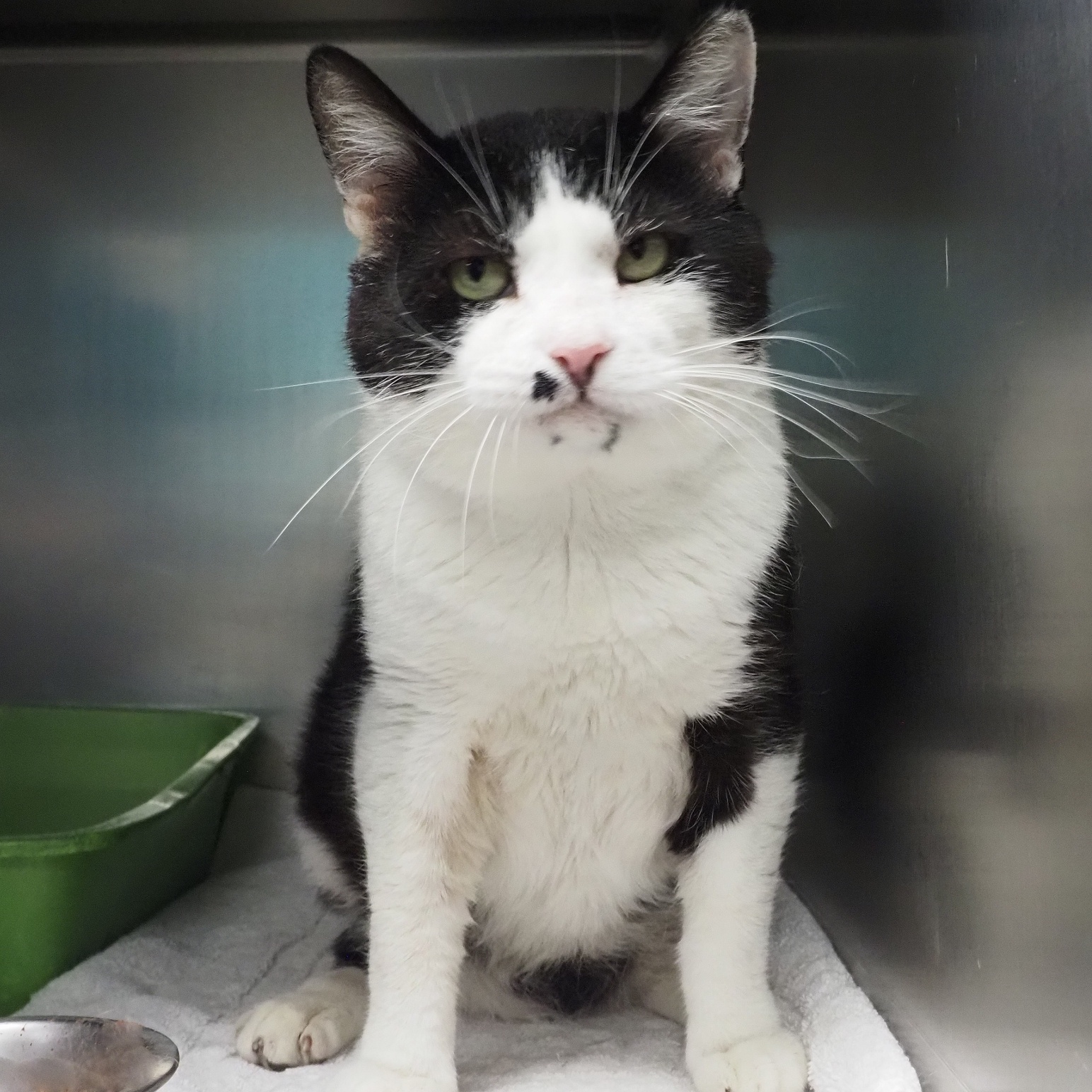 Andre, a Adoptable Domestic Short Hair in Cape May Court House, NJ image 1/4