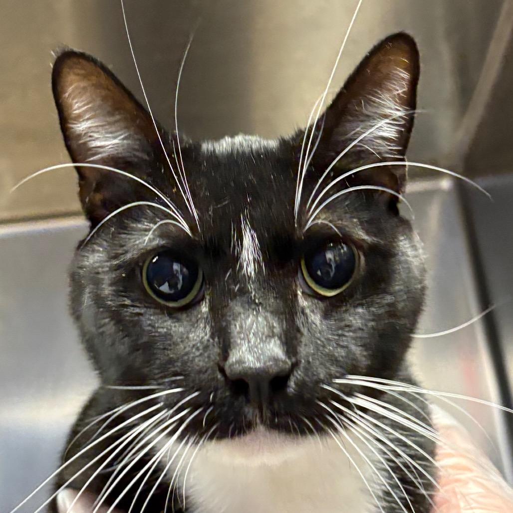 Enlarge Piggie (Pig), a Adoptable Domestic Medium Hair in Greenville, SC image 1/2