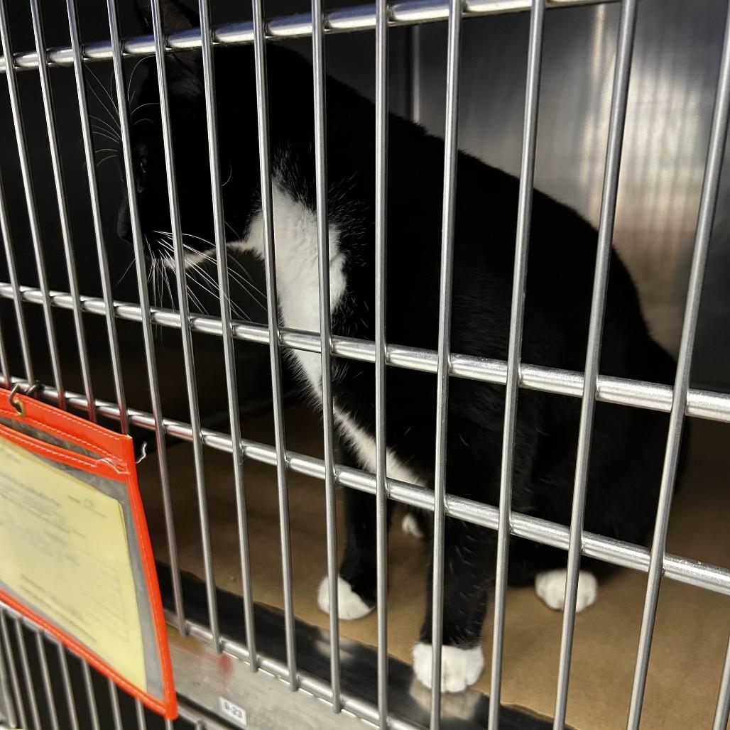 Enlarge Piggie (Pig), a Adoptable Domestic Medium Hair in Greenville, SC image 2/2