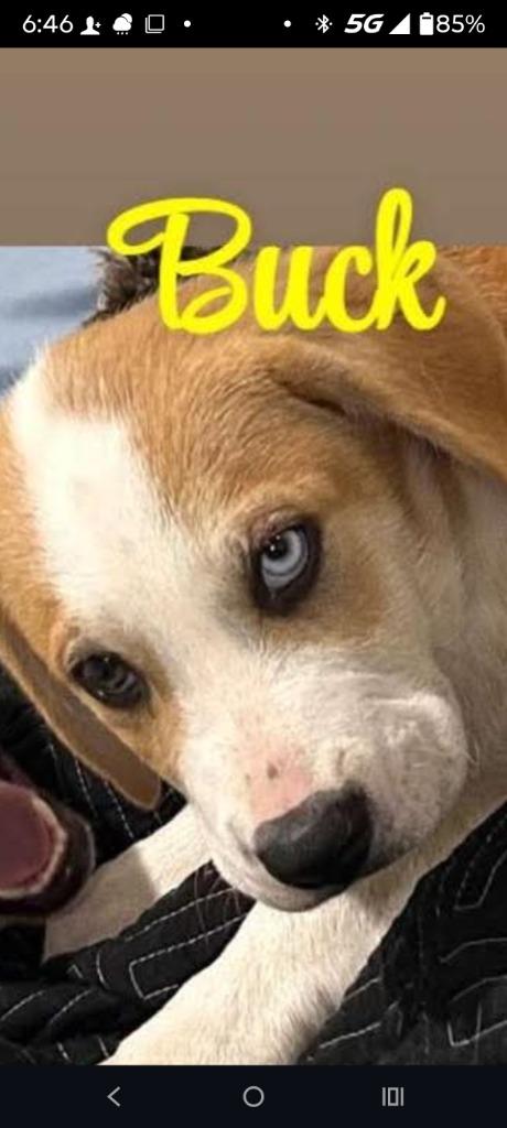 Buck, Adoptable, Young Male Mixed Breed.