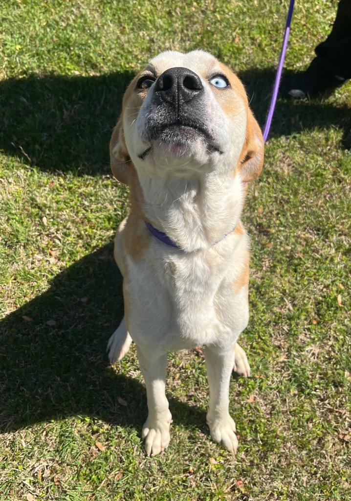 Enlarge Buck, a Adoptable mixed breed in Murray, KY image 2/6