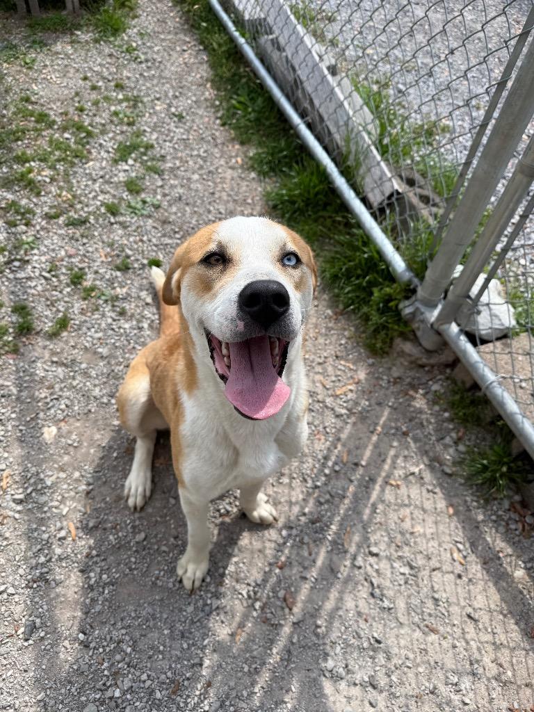 Enlarge Buck, a Adoptable mixed breed in Murray, KY image 3/6