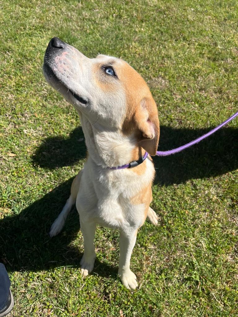 Enlarge Buck, a Adoptable mixed breed in Murray, KY image 4/6