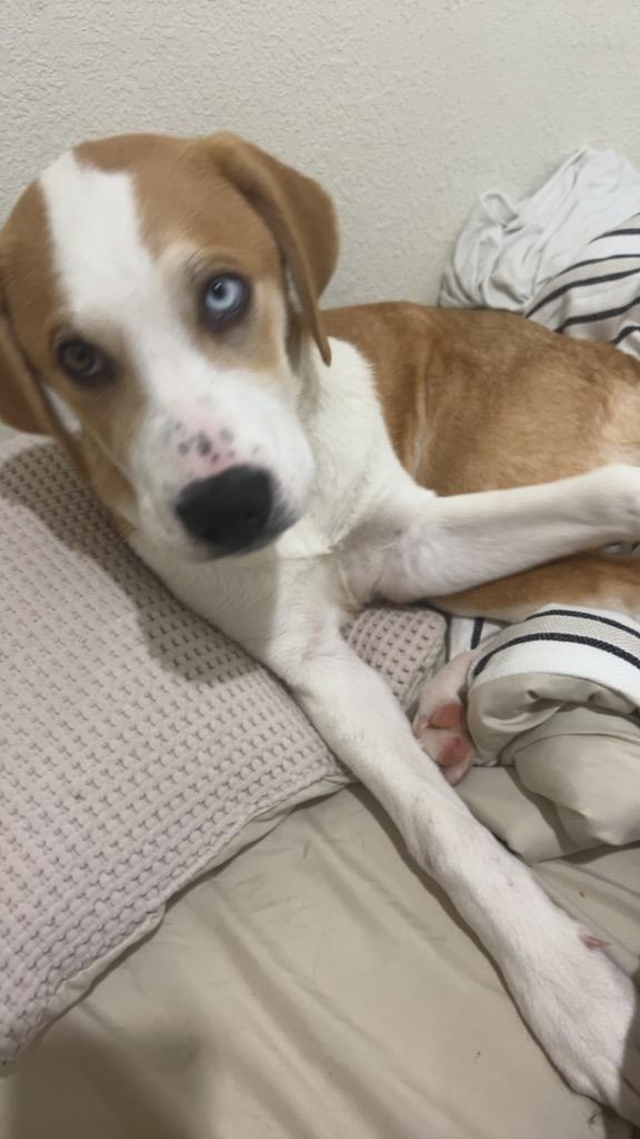 Enlarge Buck, a Adoptable mixed breed in Murray, KY image 5/6