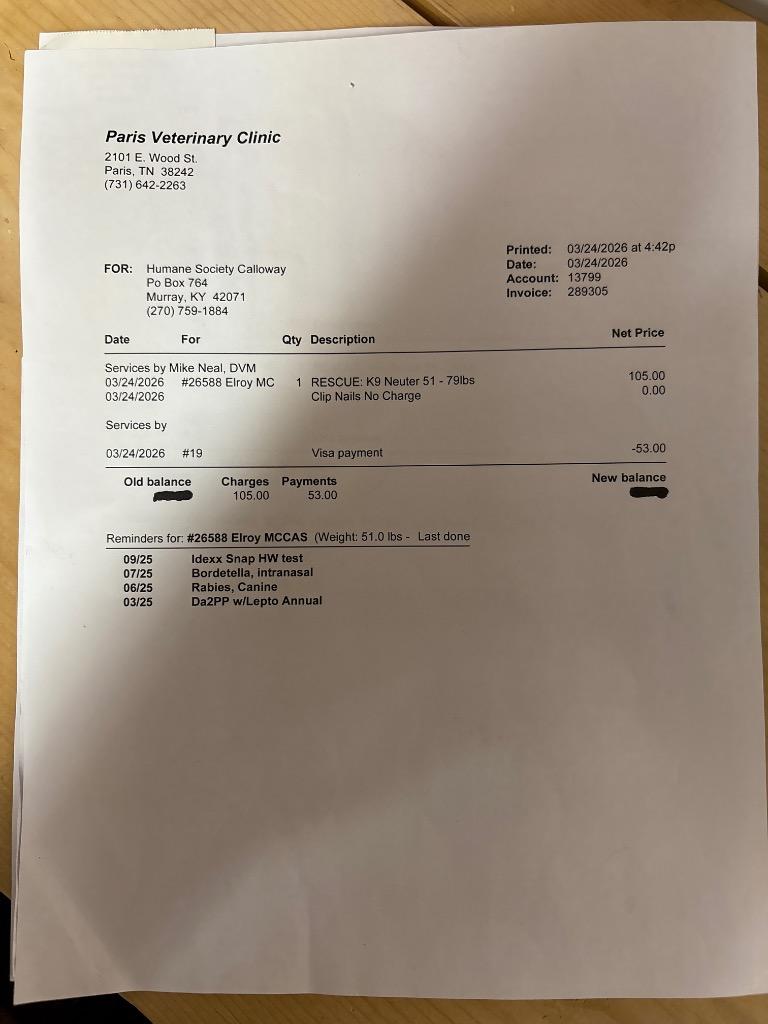 Enlarge Buck, a Adoptable mixed breed in Murray, KY image 6/6