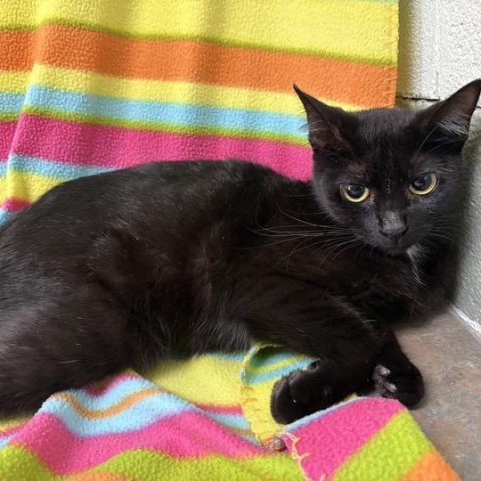 Flo, adoptable, Kitten Female Domestic Short Hair.