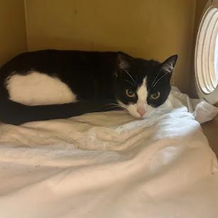 Enlarge Nova, a Adoptable Domestic Short Hair in Philadelphia, PA image 2/2