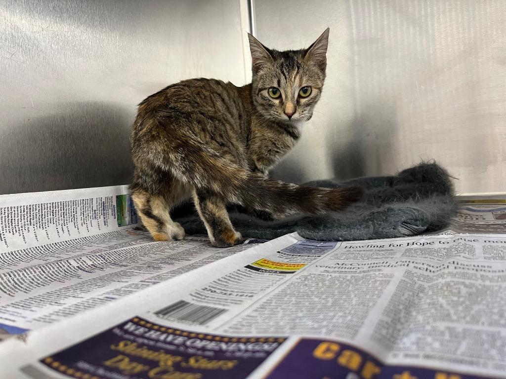 Gurt, a Adoptable mixed breed in Murray, KY image 1/2