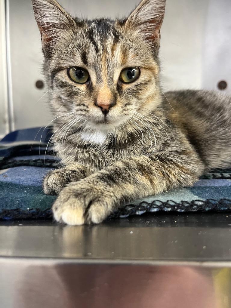 Gurt, a Adoptable mixed breed in Murray, KY image 2/2