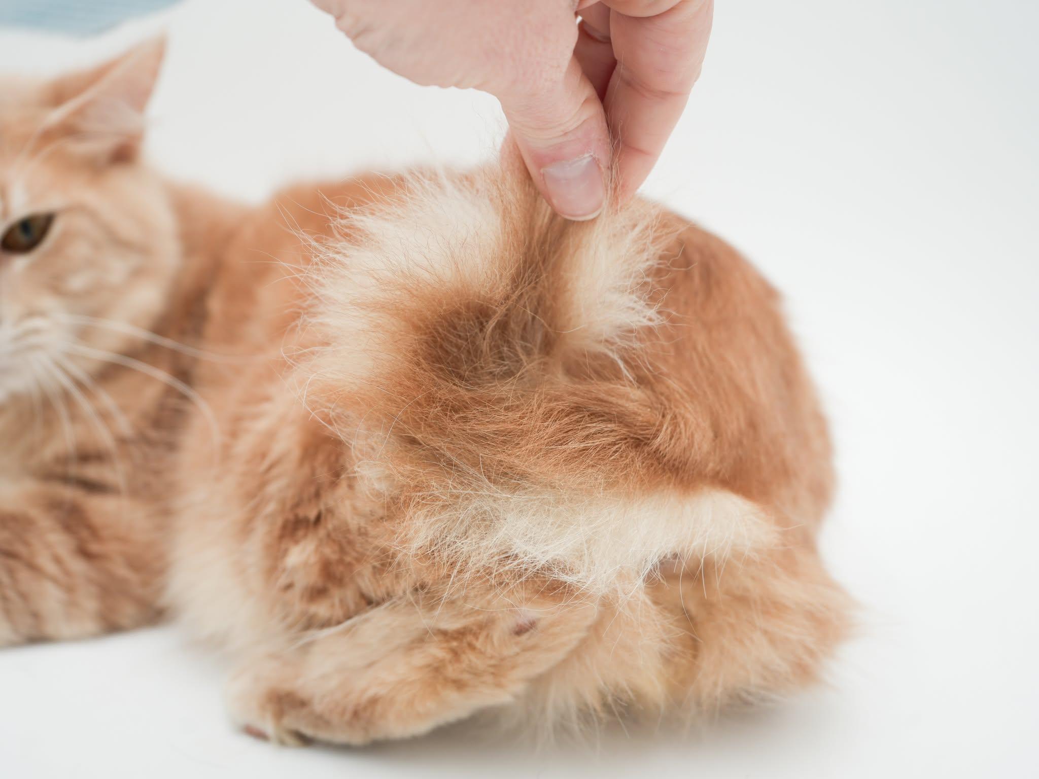 Enlarge Scooter is a sweetie sweetie sweetie! BONDED WITH SKIPPER!  CURLY BOB TAIL!!  So cute!!, a Adoptable mixed breed in Bedford Hills, NY image 5/6