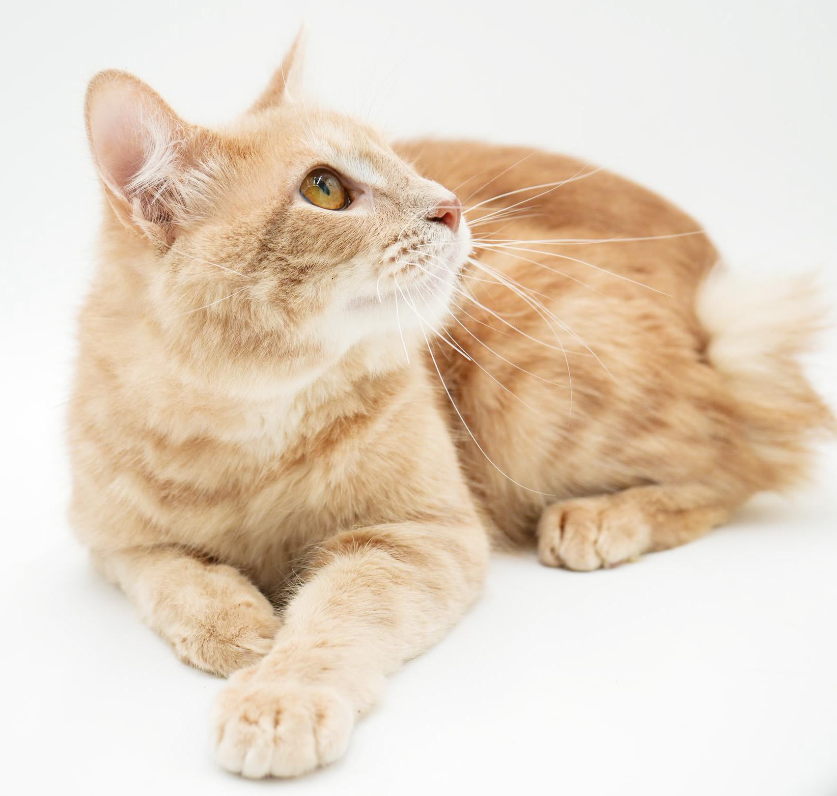 Enlarge Scooter is a sweetie sweetie sweetie! BONDED WITH SKIPPER!  CURLY BOB TAIL!!  So cute!!, a Adoptable mixed breed in Bedford Hills, NY image 6/6