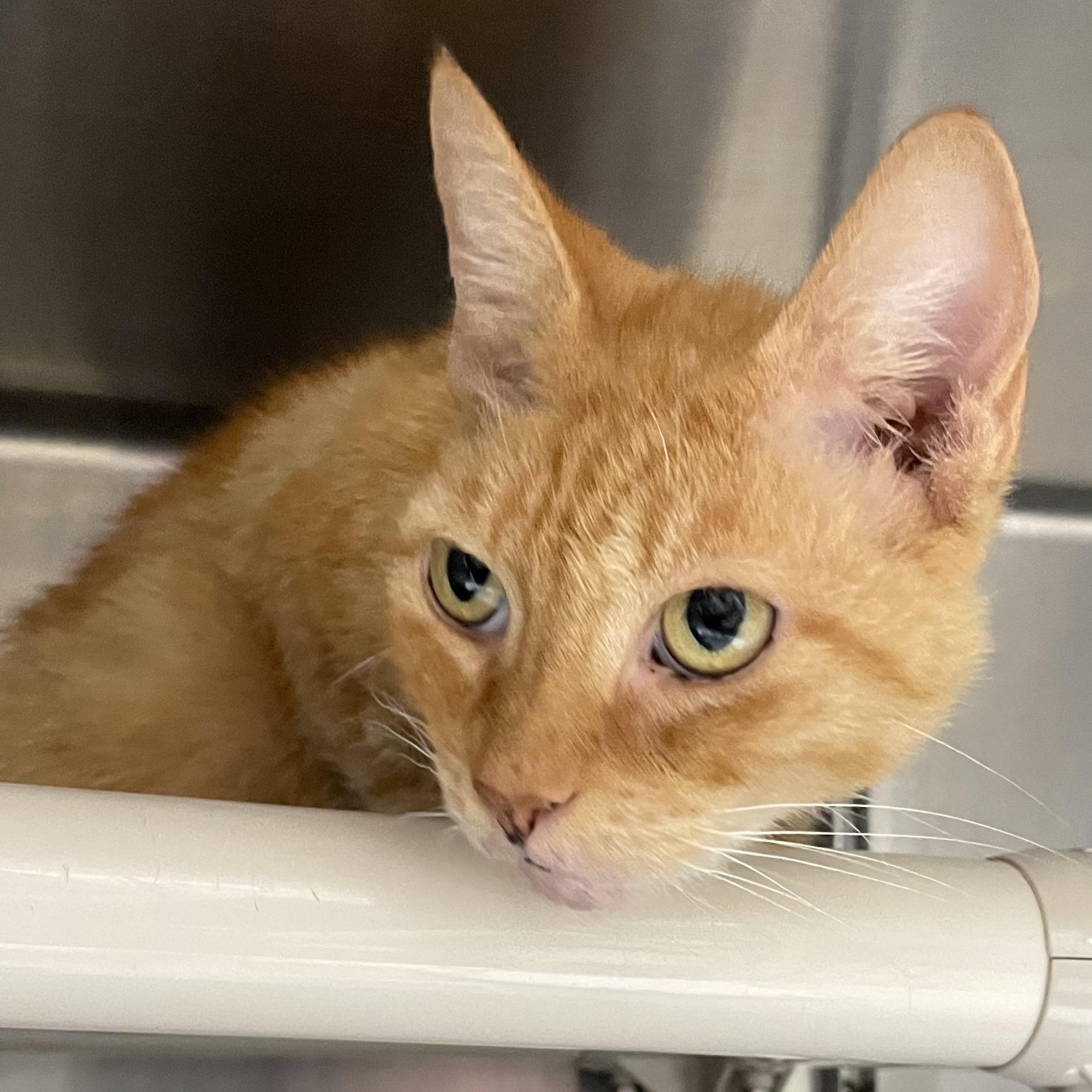 Apricot, a ADOPTABLE American Shorthair in North Kingstown, RI image 4/4