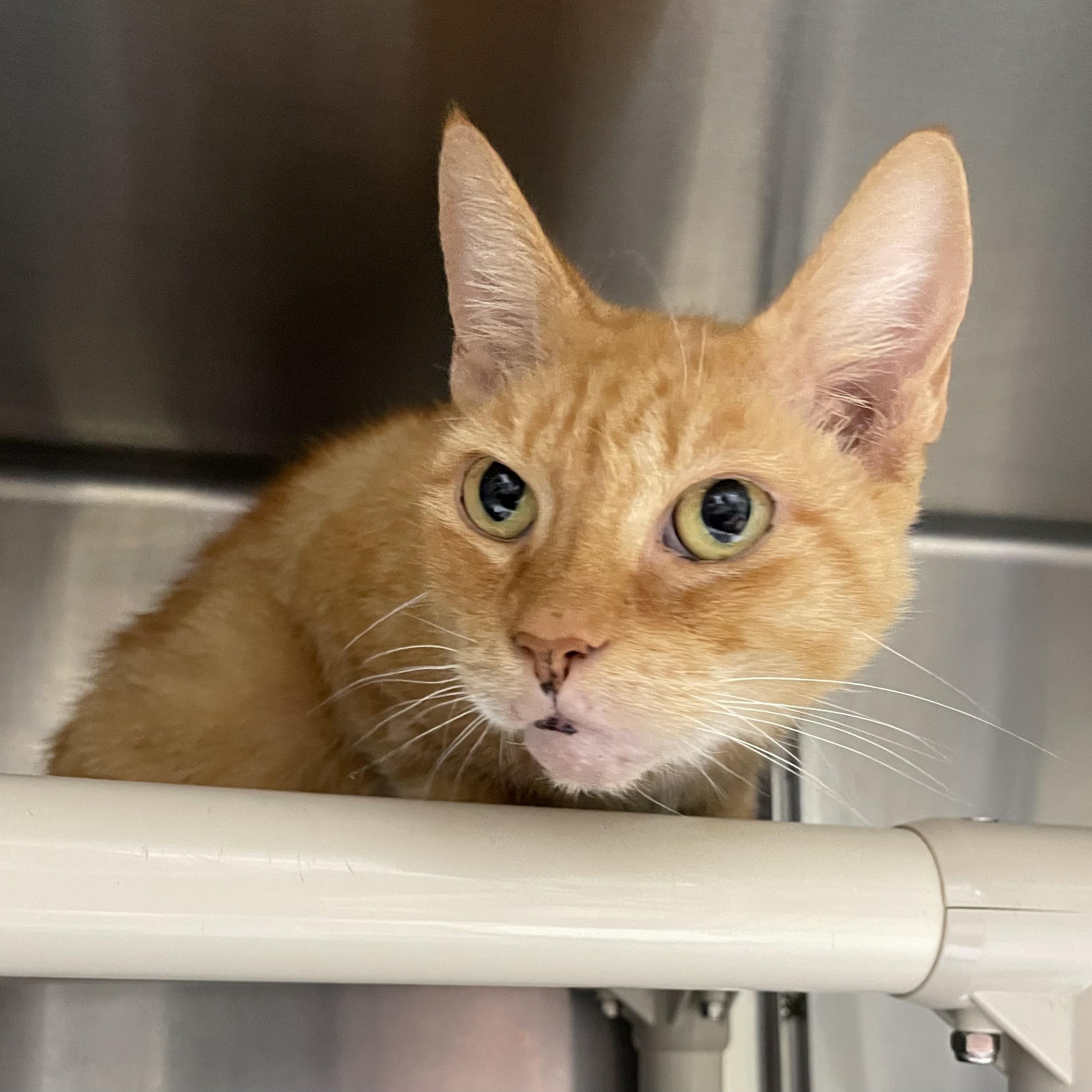 Apricot, a ADOPTABLE American Shorthair in North Kingstown, RI image 1/4