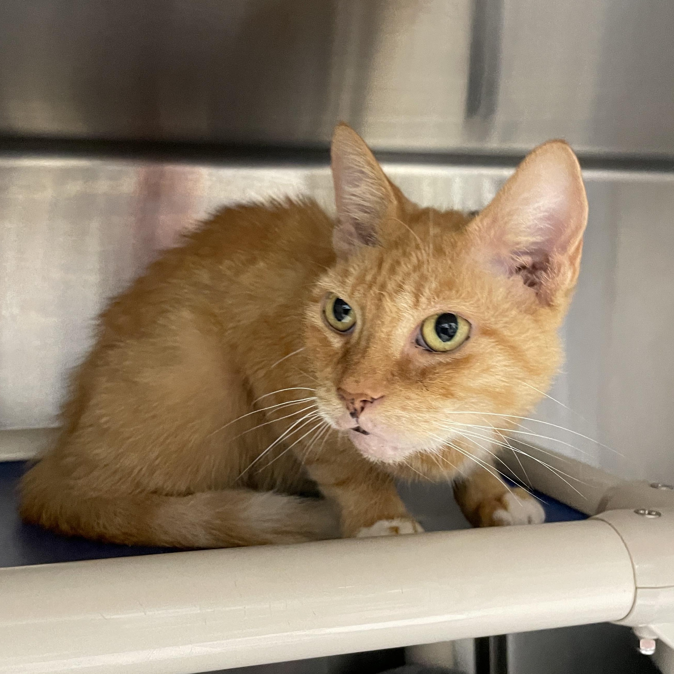 Apricot, a ADOPTABLE American Shorthair in North Kingstown, RI image 2/4