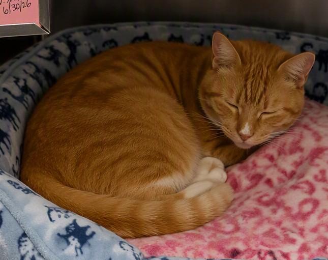 Apricot, ADOPTABLE, Senior Female American Shorthair.