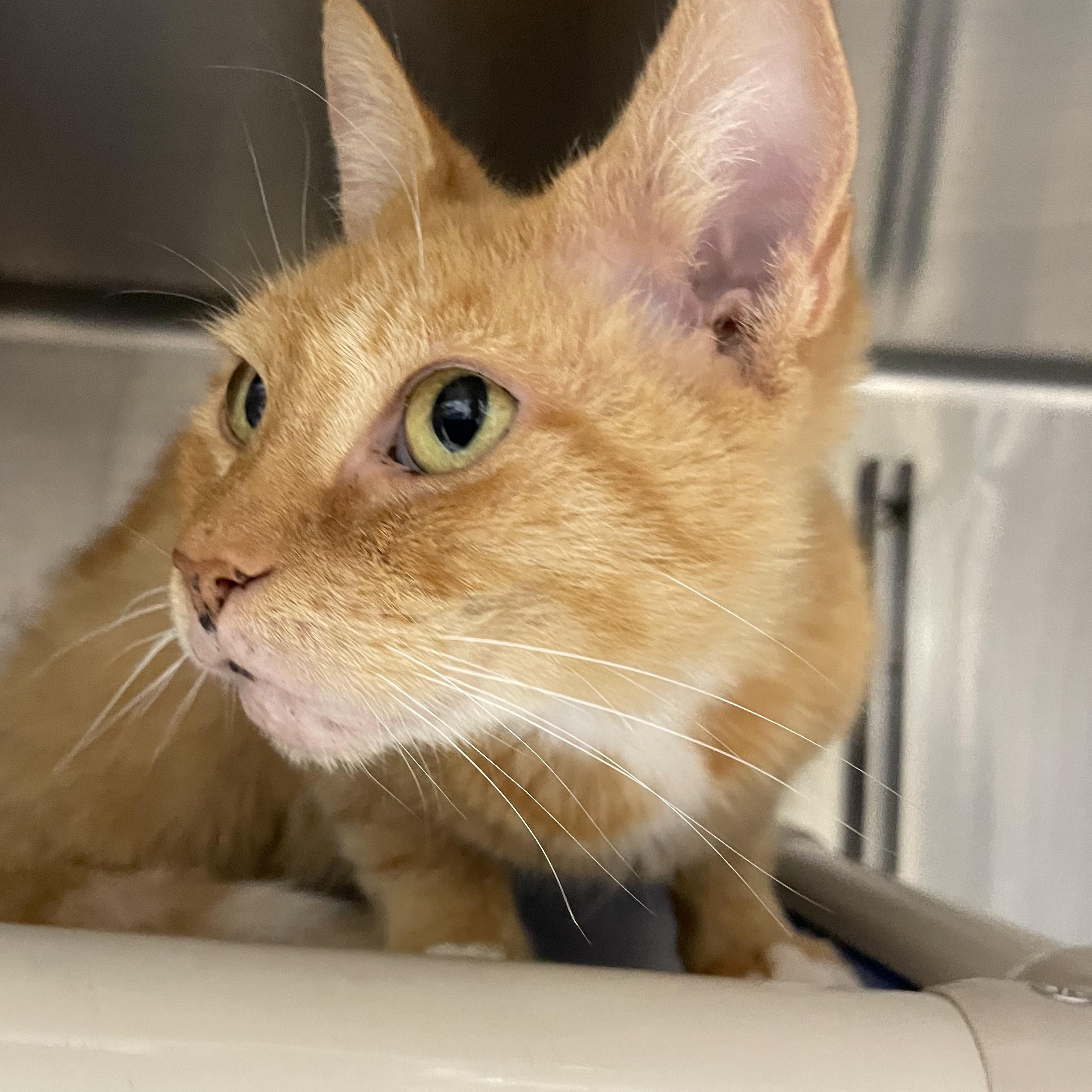 Apricot, a ADOPTABLE American Shorthair in North Kingstown, RI image 3/4