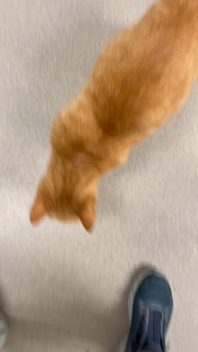 Enlarge Apricot, a ADOPTABLE American Shorthair in North Kingstown, RI video 2/5