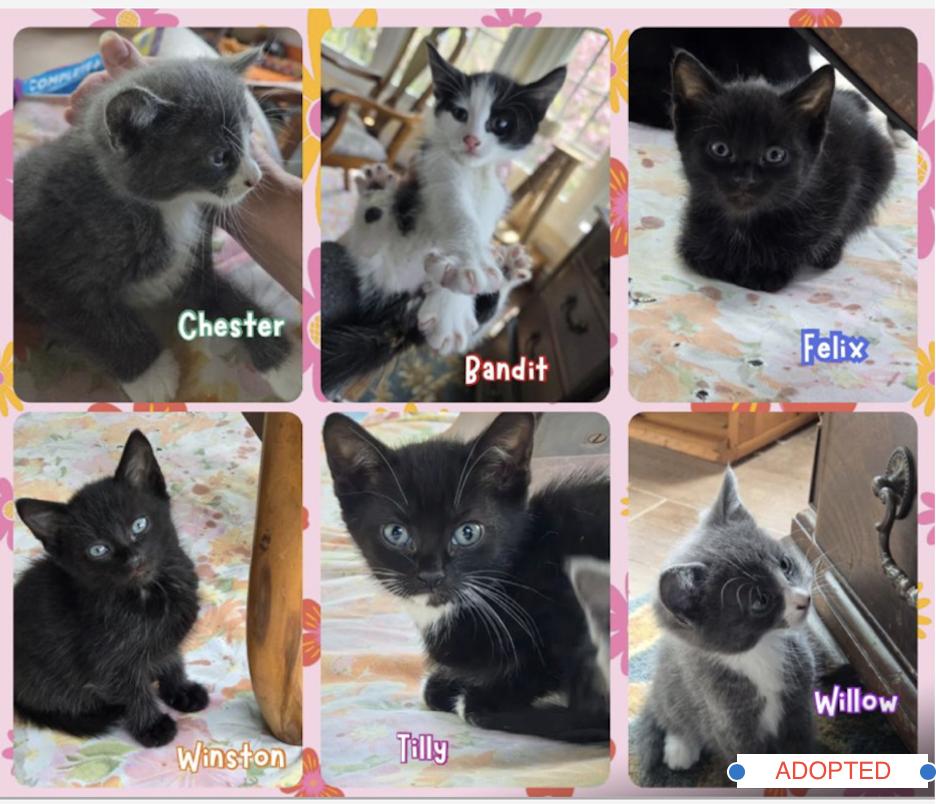 Lily and Dolly's Kittens ( 2 litters) males & females available photo 2