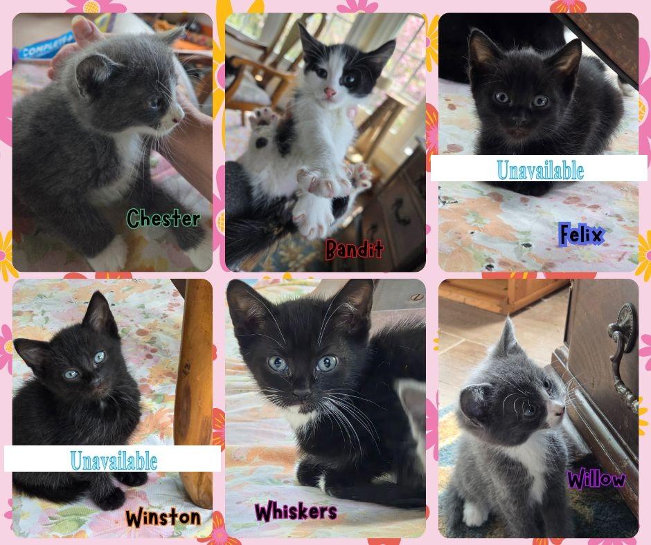 Lily and Dolly's Kittens ( 2 litters) males & females available, Baby Male unknown