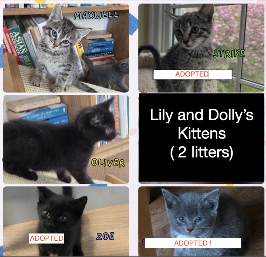 Lily and Dolly's Kittens ( 2 litters) males & females available