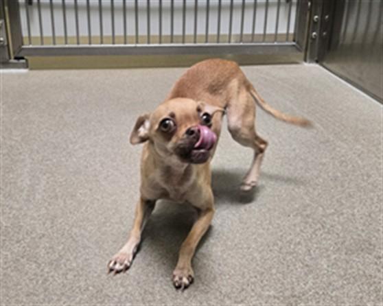 ELOISE, Adoptable, Young Female Chihuahua.