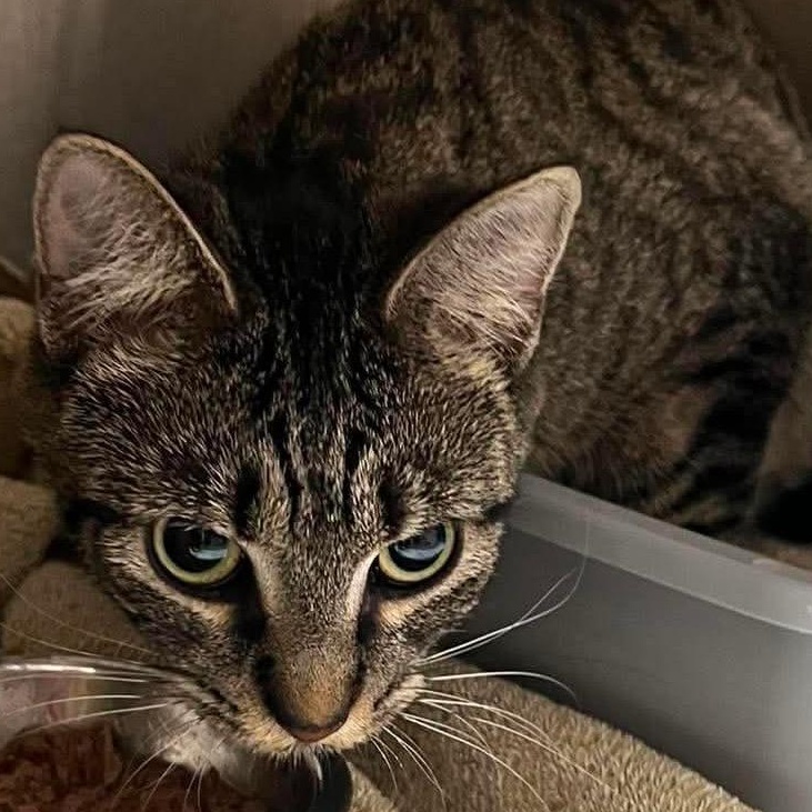 Enlarge Carmen Sandiego, an adopted Domestic Short Hair in Evanston, IL image 2/2