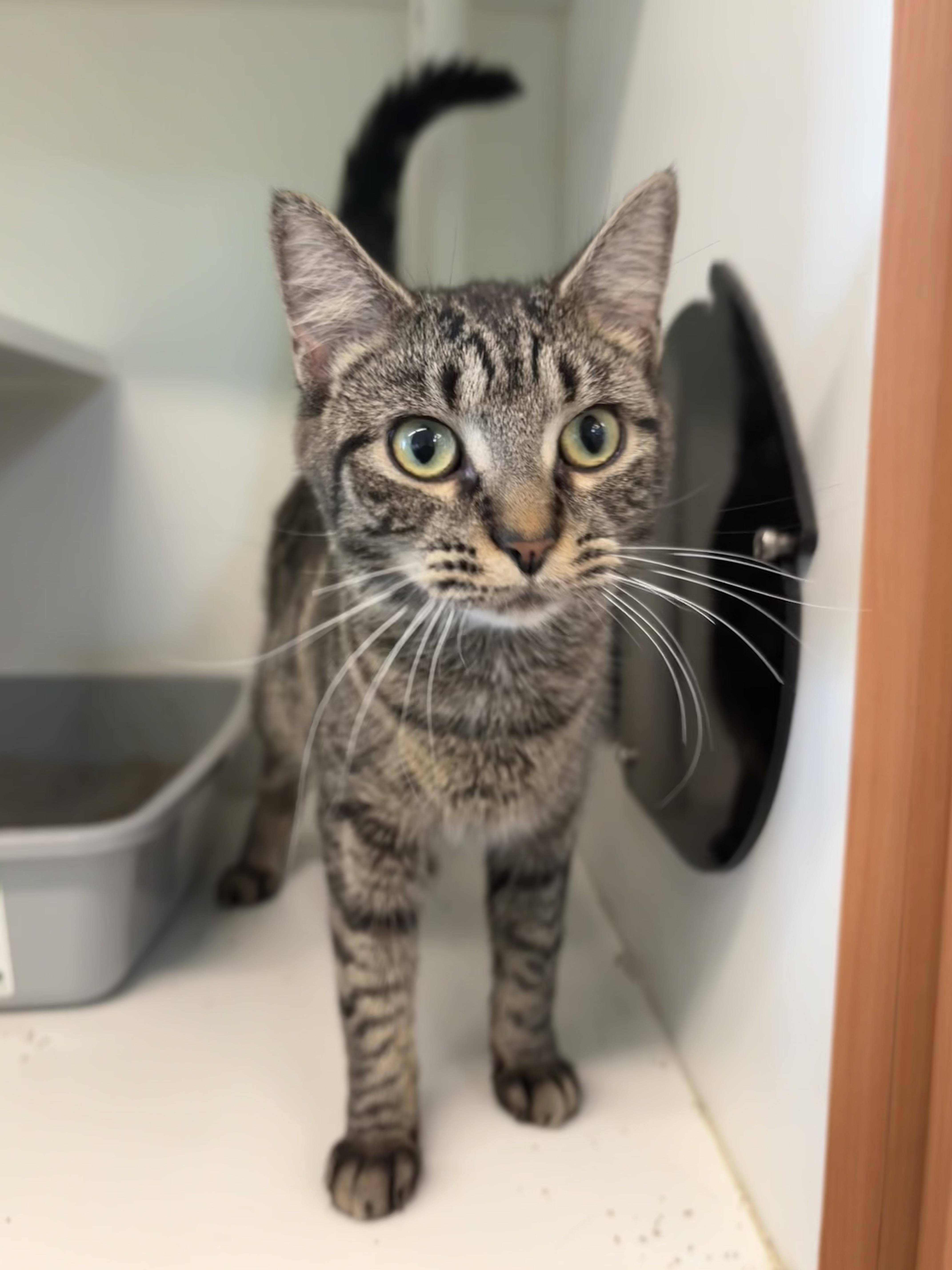 Carmen Sandiego, adopted, Adult Female Domestic Short Hair.