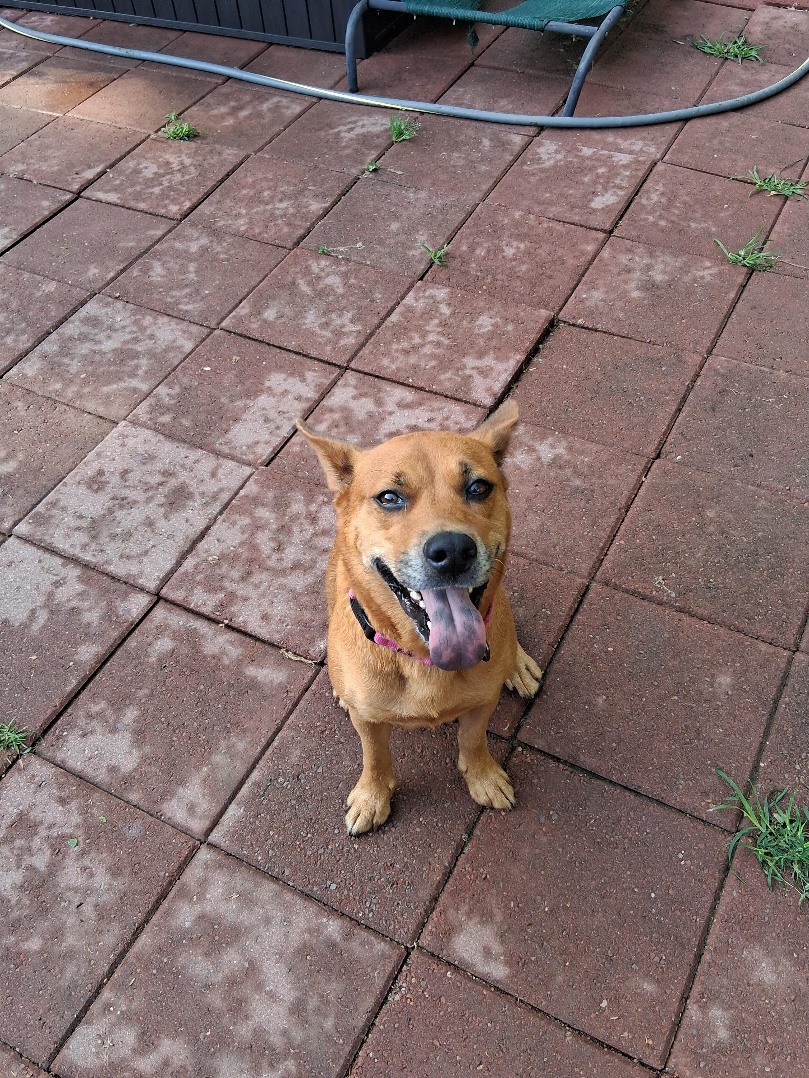 Enlarge Rollie, a ADOPTABLE mixed breed in Memphis, TN image 1/2