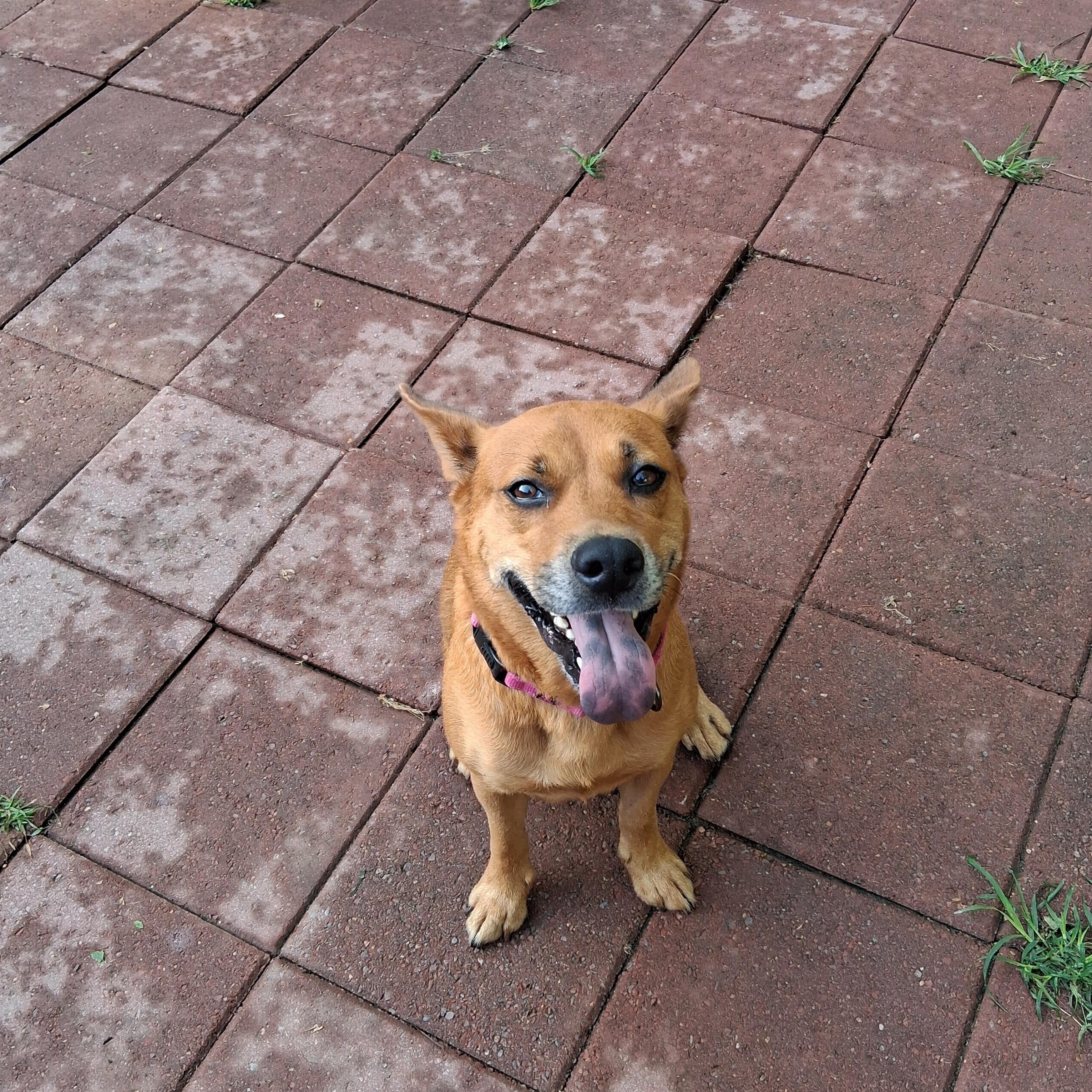 Enlarge Rollie, a Adoptable mixed breed in Memphis, TN image 1/5