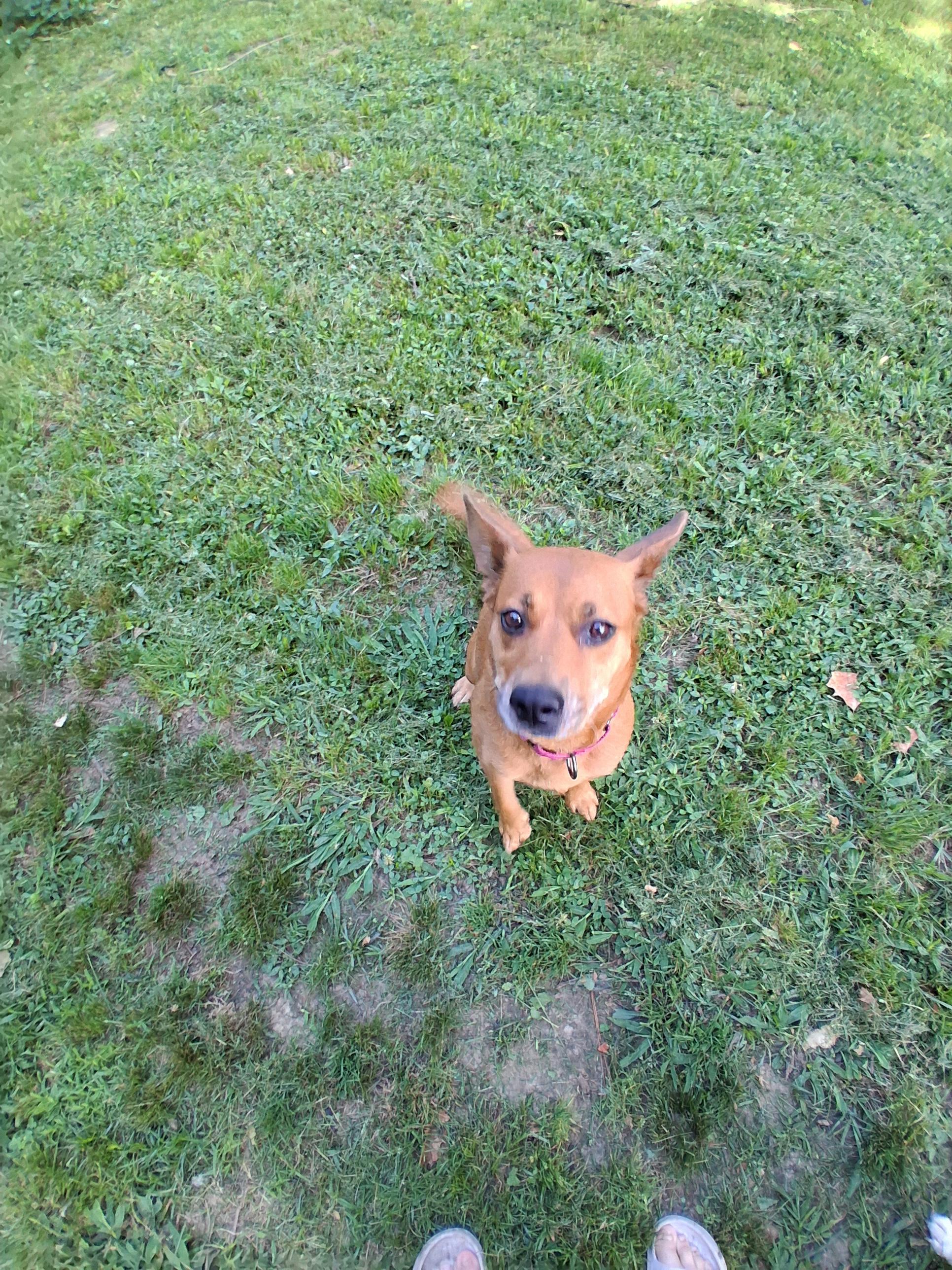 Enlarge Rollie, a ADOPTABLE mixed breed in Memphis, TN image 2/2